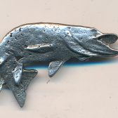 Salmon Fish